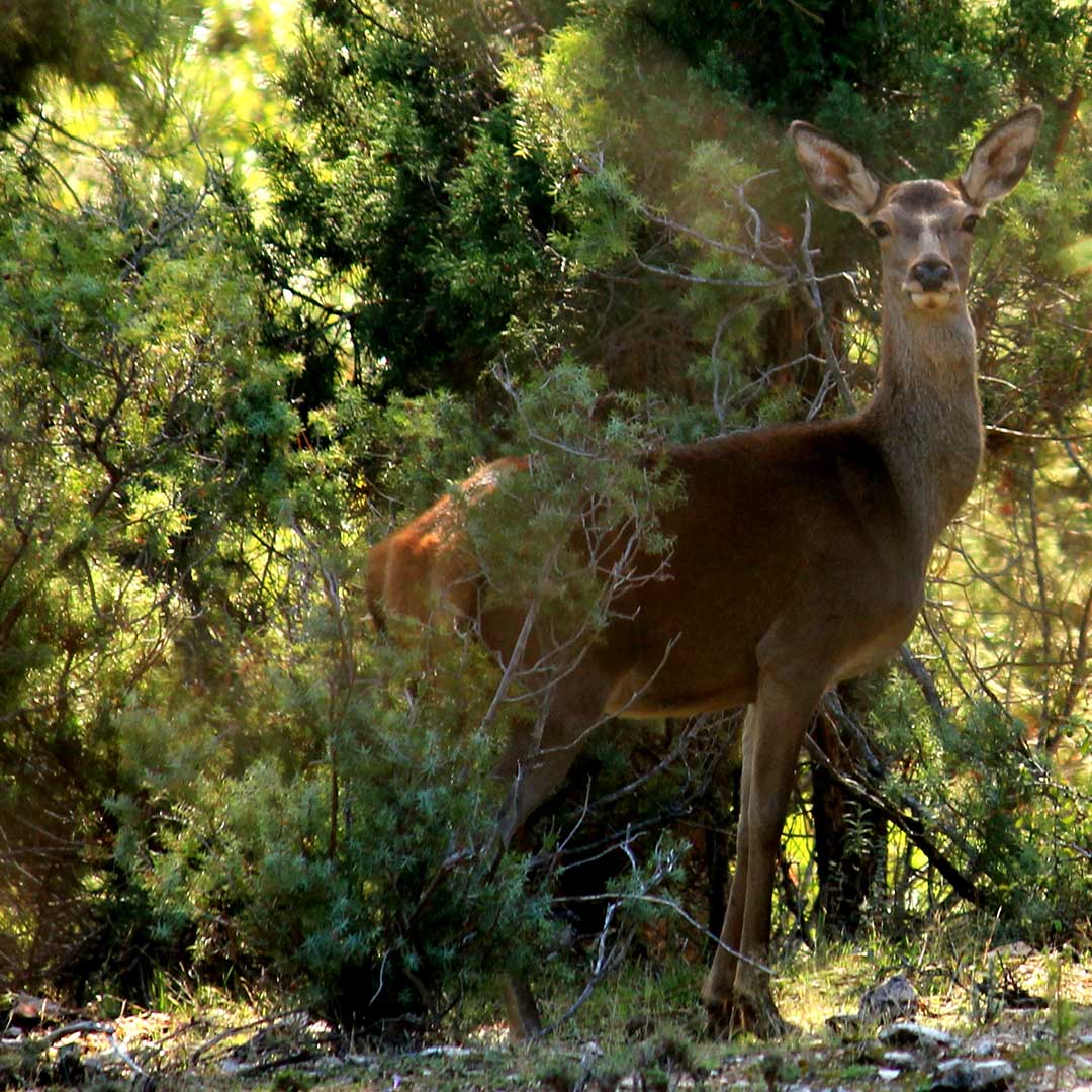 Camping Cazorla - Entorno Camping Cazorla - Entorno